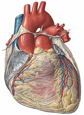 arteria pulmonalis dextra magas vérnyomás 2 fokos tünetek és kezelés